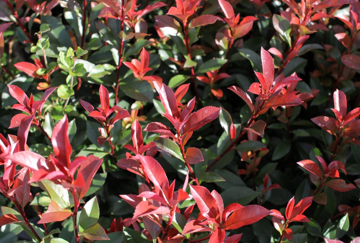 Blýskavka Fraserova 'Carré Rouge' ('Mandarin') - Photinia fraseri 'Carré Rouge' ('Mandarin')