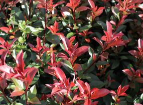 Blýskavka Fraserova 'Carré Rouge' ('Mandarin') - Photinia fraseri 'Carré Rouge' ('Mandarin')