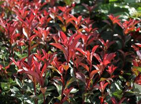 Blýskavka Fraserova 'Carré Rouge' ('Mandarin') - Photinia fraseri 'Carré Rouge' ('Mandarin')