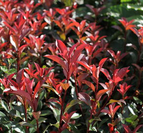 Blýskavka Fraserova 'Carré Rouge' ('Mandarin') - Photinia fraseri 'Carré Rouge' ('Mandarin')