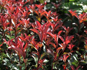 Blýskavka Fraserova 'Carré Rouge' ('Mandarin')