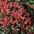 Photinia fraseri 'Carré Rouge' ('Mandarin').JPG