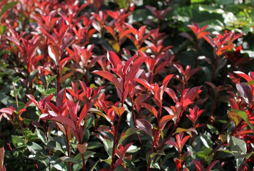 Blýskavka Fraserova 'Carré Rouge' ('Mandarin') - Photinia fraseri 'Carré Rouge' ('Mandarin')