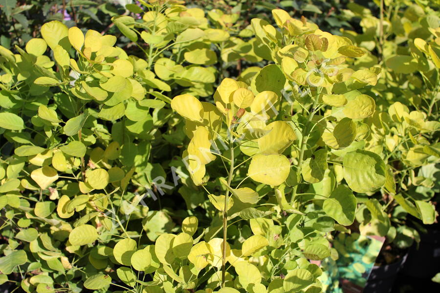 Ruj vlasatá 'Golden Spirit' - Cotinus coggygria 'Golden Spirit'
