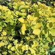 Ruj vlasatá 'Golden Spirit' - Cotinus coggygria 'Golden Spirit'