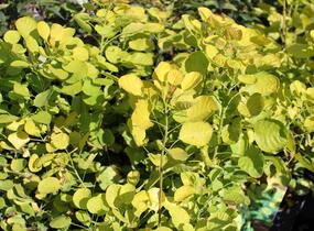 Ruj vlasatá 'Golden Spirit' - Cotinus coggygria 'Golden Spirit'
