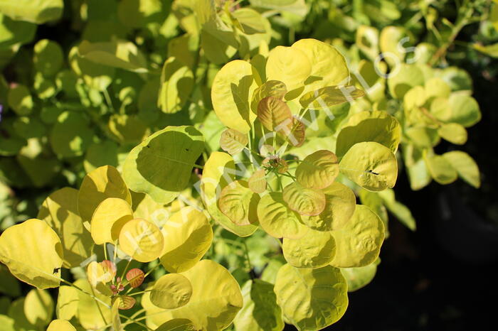Ruj vlasatá 'Golden Spirit' - Cotinus coggygria 'Golden Spirit'
