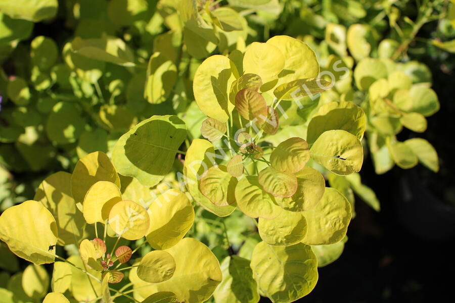 Ruj vlasatá 'Golden Spirit' - Cotinus coggygria 'Golden Spirit'