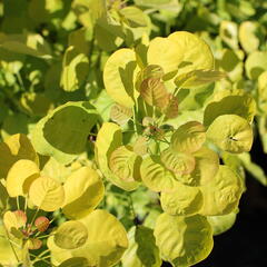 Ruj vlasatá 'Golden Spirit' - Cotinus coggygria 'Golden Spirit'