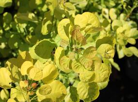 Ruj vlasatá 'Golden Spirit' - Cotinus coggygria 'Golden Spirit'