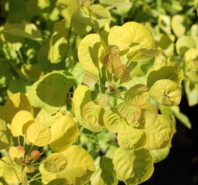 Ruj vlasatá 'Golden Spirit' - Cotinus coggygria 'Golden Spirit'