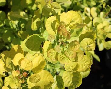 Ruj vlasatá 'Golden Spirit'