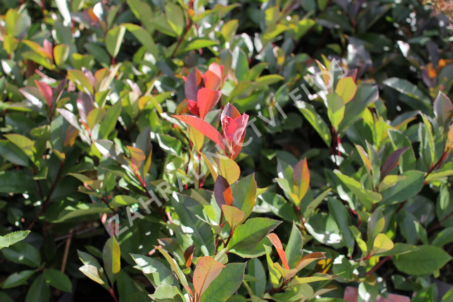 Blýskavka Fraserova 'Red Robin' - Photinia fraseri 'Red Robin'