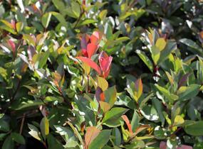 Blýskavka Fraserova 'Red Robin' - Photinia fraseri 'Red Robin'