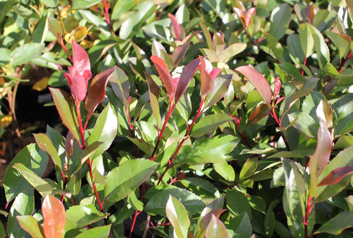 Blýskavka Fraserova 'Red Robin' - Photinia fraseri 'Red Robin'