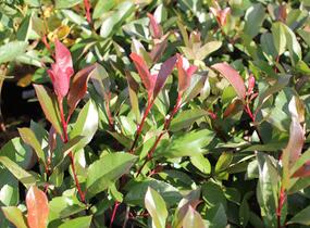 Blýskavka Fraserova 'Red Robin' - Photinia fraseri 'Red Robin'