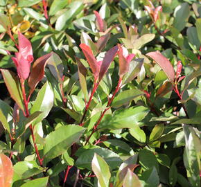 Blýskavka Fraserova 'Red Robin' - Photinia fraseri 'Red Robin'