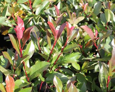 Blýskavka Fraserova 'Red Robin'