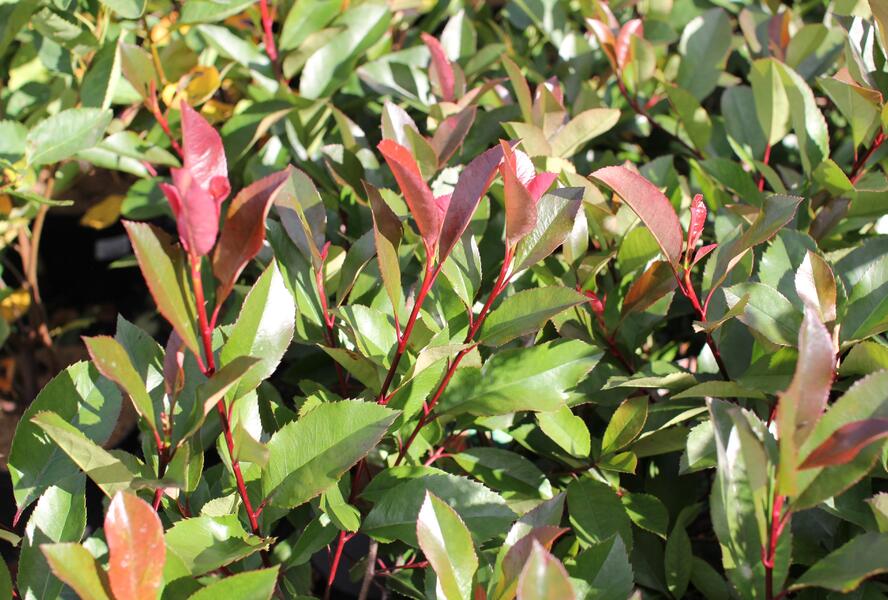 Blýskavka Fraserova 'Red Robin' - Photinia fraseri 'Red Robin'