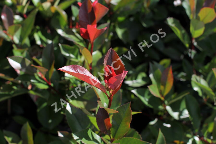 Blýskavka Fraserova 'Red Robin' - Photinia fraseri 'Red Robin'