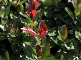 Blýskavka Fraserova 'Red Robin' - Photinia fraseri 'Red Robin'