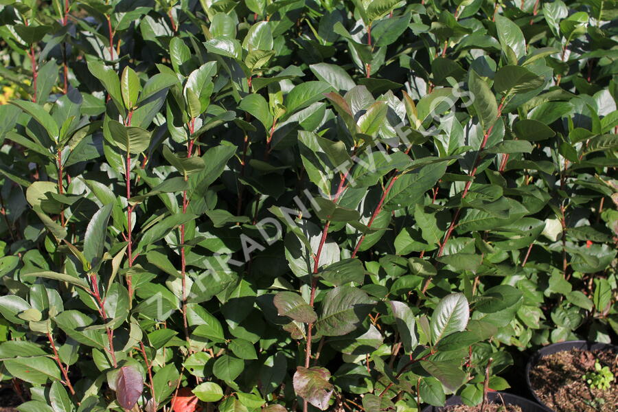Temnoplodec černoplodý 'Nero' - Aronia melanocarpa 'Nero'