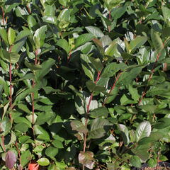 Temnoplodec černoplodý 'Nero' - Aronia melanocarpa 'Nero'