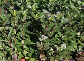 Temnoplodec, arónie černoplodá 'Nero' - Aronia melanocarpa 'Nero'