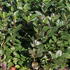 Aronia melanocarpa 'Nero'.JPG