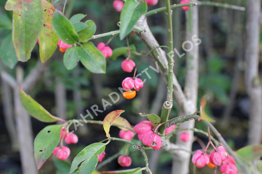 Brslen evropský - Euonymus europaeus