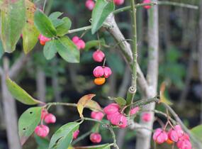 Brslen evropský - Euonymus europaeus
