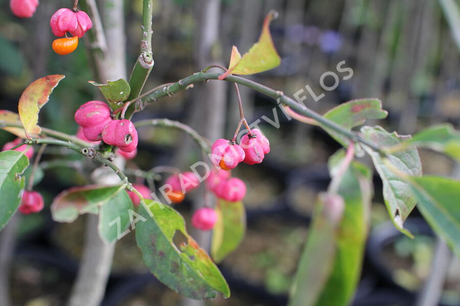 Brslen evropský - Euonymus europaeus