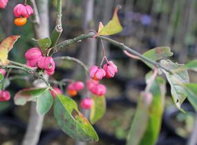 Brslen evropský - Euonymus europaeus