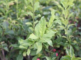 Brslen evropský - Euonymus europaeus