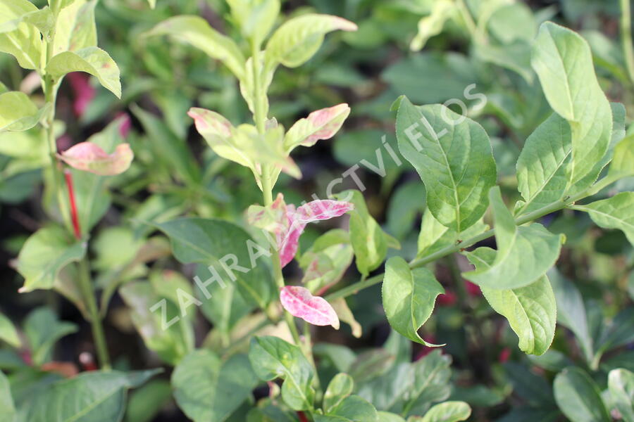 Brslen evropský - Euonymus europaeus
