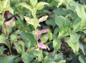 Brslen evropský - Euonymus europaeus