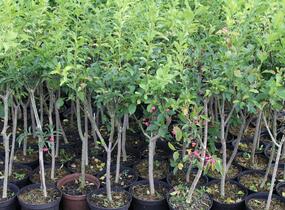 Brslen evropský - Euonymus europaeus