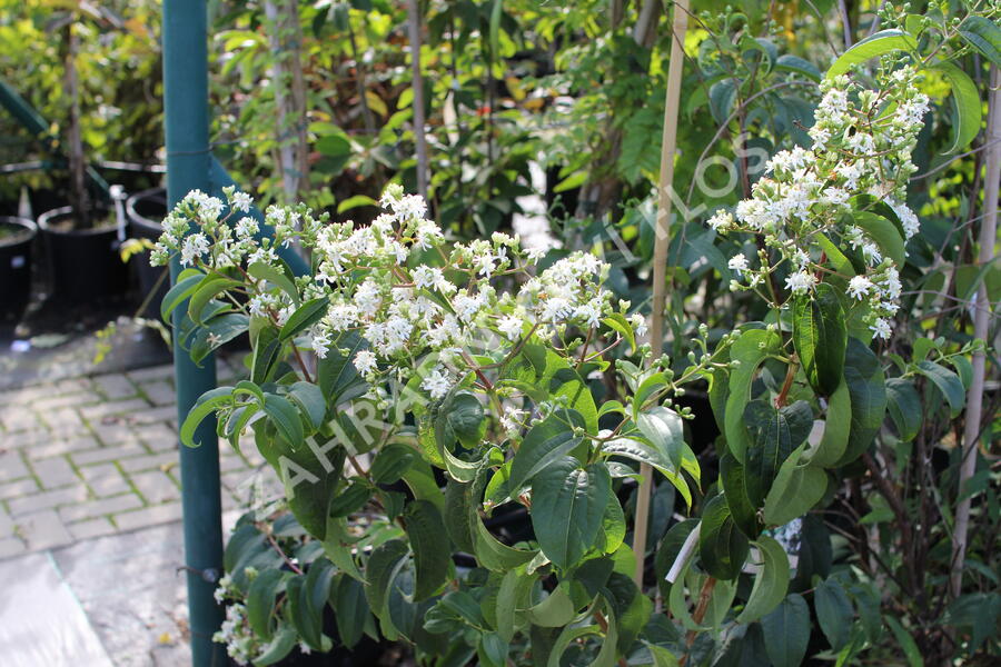 Heptakodium jasmínovité - Heptacodium miconioides