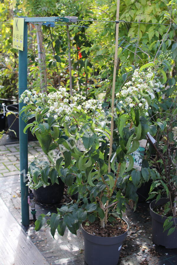 Heptakodium jasmínovité - Heptacodium miconioides