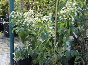 Heptakodium jasmínovité - Heptacodium miconioides