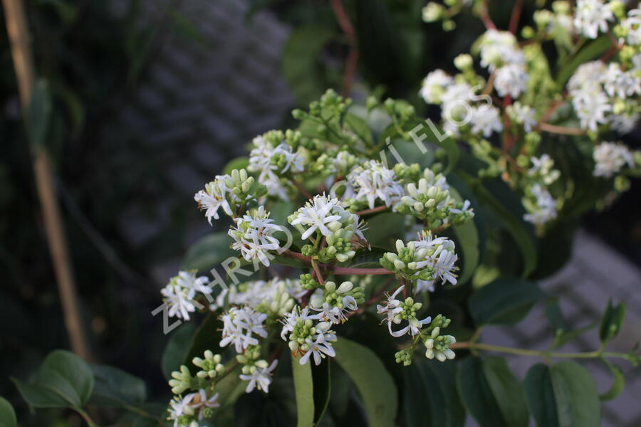 Heptakodium jasmínovité - Heptacodium miconioides
