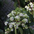 Heptakodium jasmínovité - Heptacodium miconioides