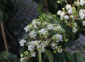 Heptakodium jasmínovité - Heptacodium miconioides