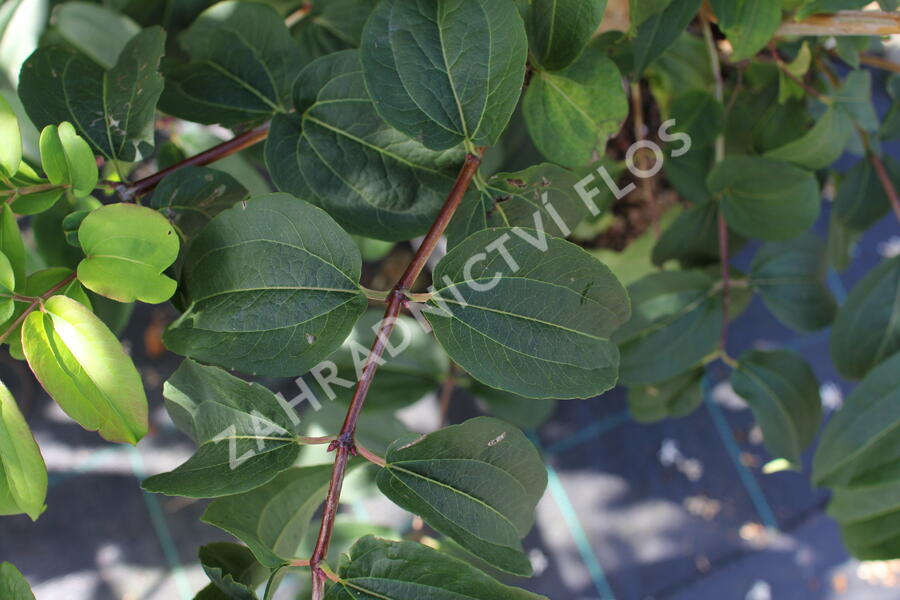 Heptakodium jasmínovité - Heptacodium miconioides