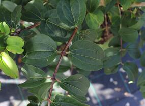 Heptakodium jasmínovité - Heptacodium miconioides