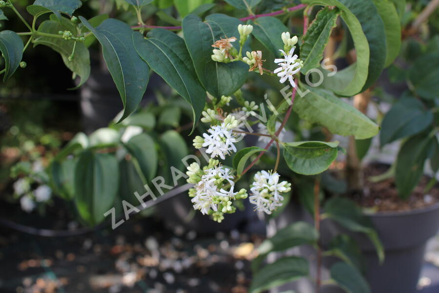 Heptakodium jasmínovité - Heptacodium miconioides