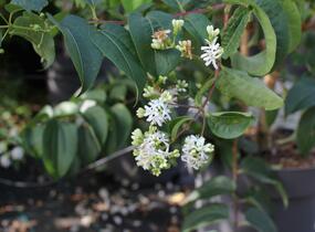 Heptakodium jasmínovité - Heptacodium miconioides