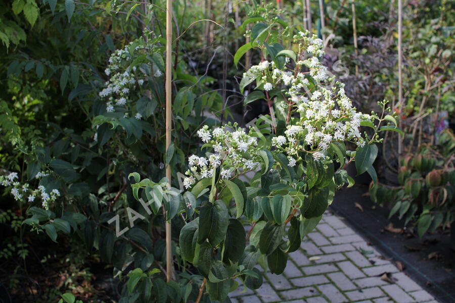 Heptakodium jasmínovité - Heptacodium miconioides