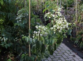 Heptakodium jasmínovité - Heptacodium miconioides