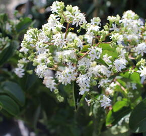 Heptakodium jasmínovité - Heptacodium miconioides